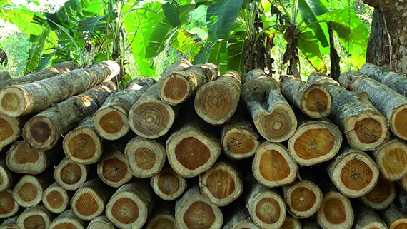 Same Teakwood, Different Souls: Why No Two Pieces of Teak Furniture are Alike ไม้สักทอง